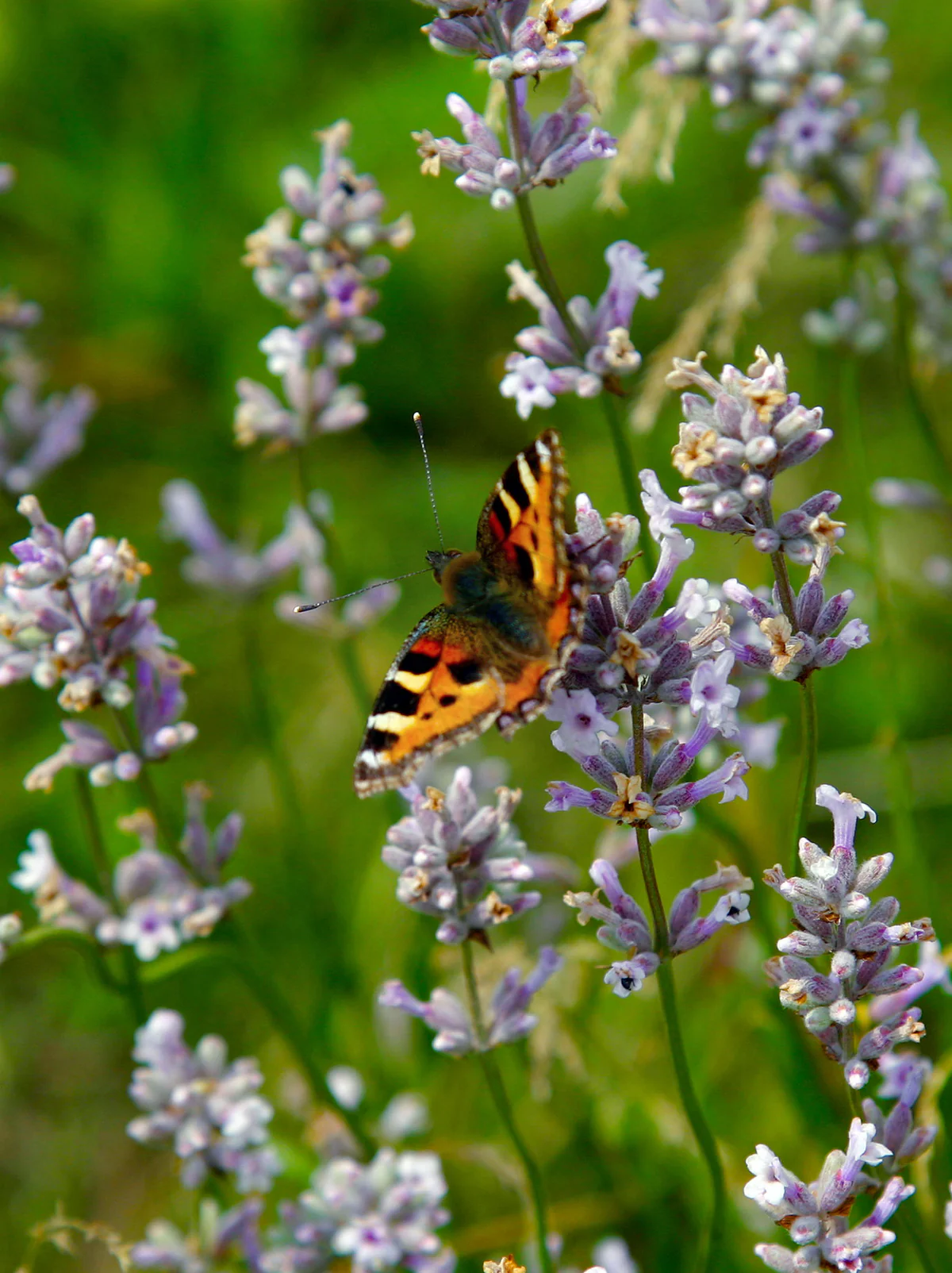 Biodynamic Botanicals